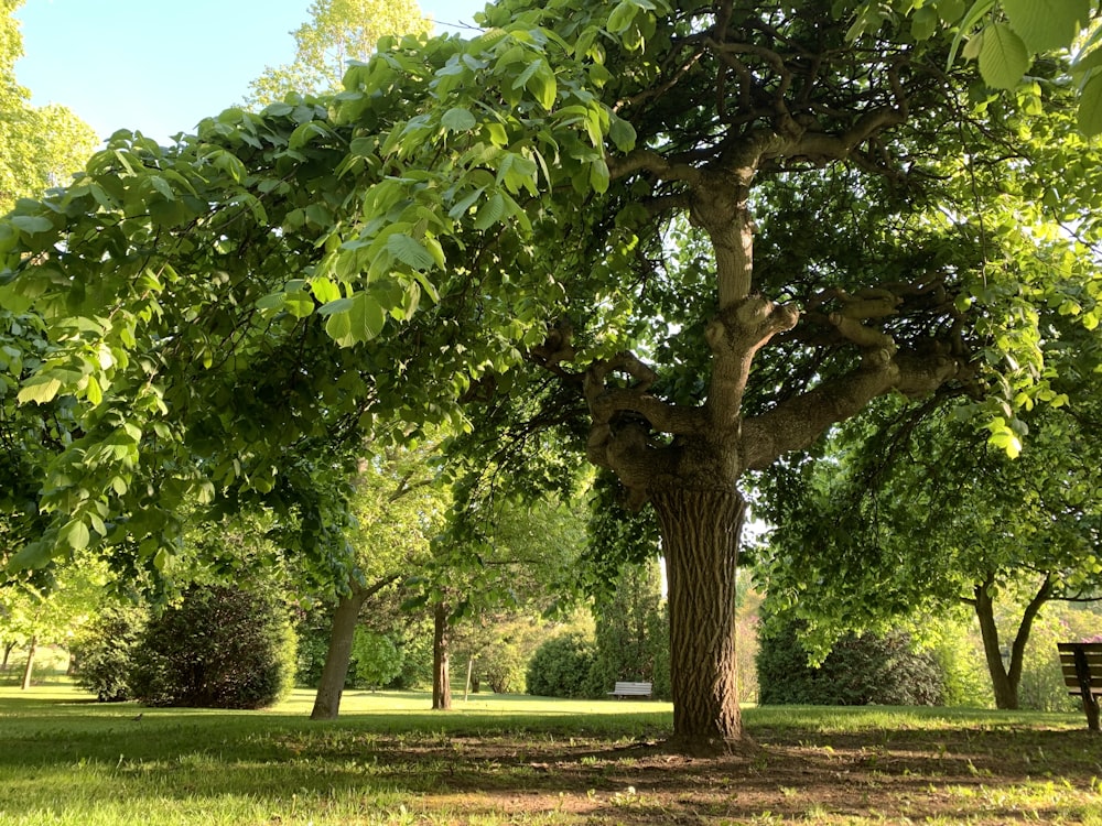 a bench under a tree in a park