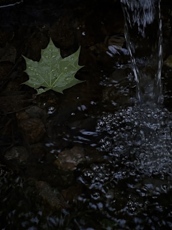 A green maple leaf with raindrops is resting on a dark, rocky surface next to flowing water, where bubbles are forming.