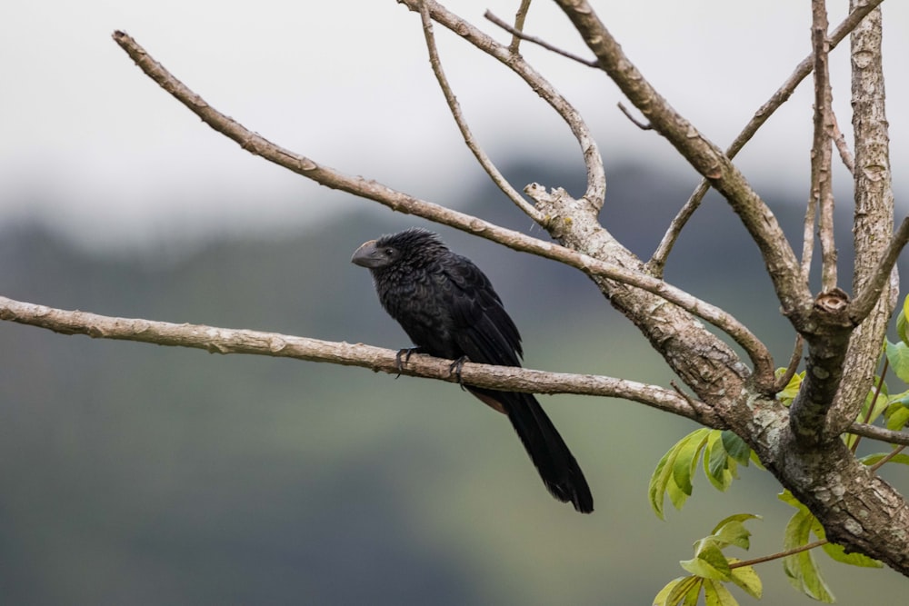 a black bird perched on a tree branch