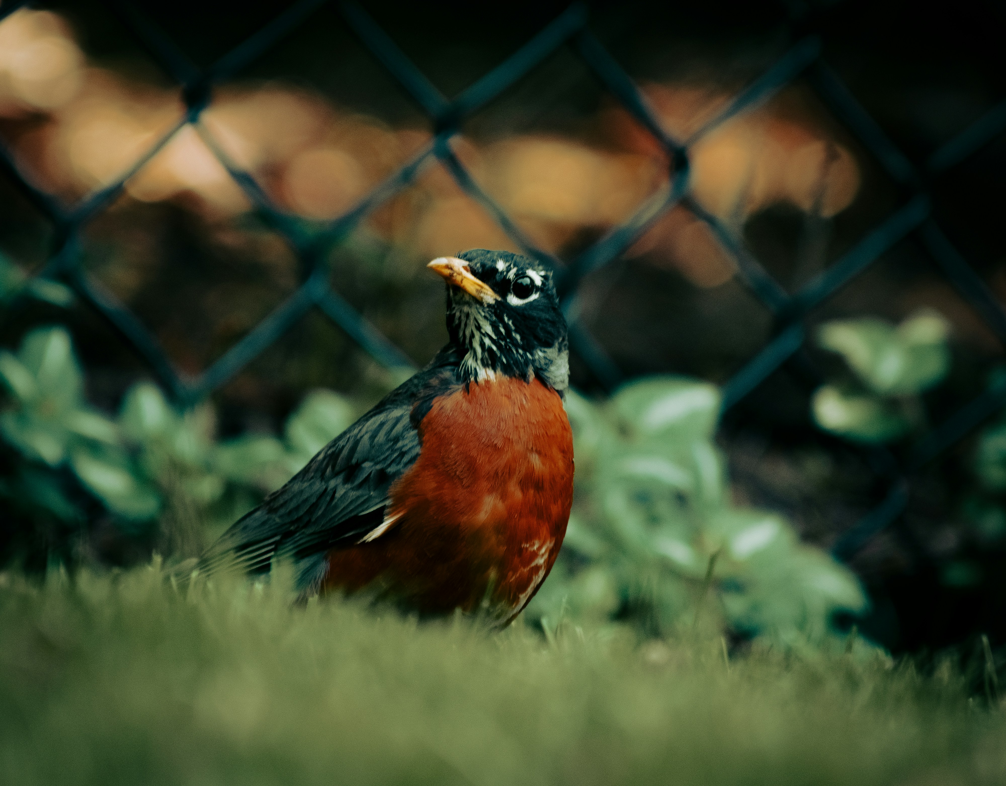 草の中に座っている赤と黒の鳥