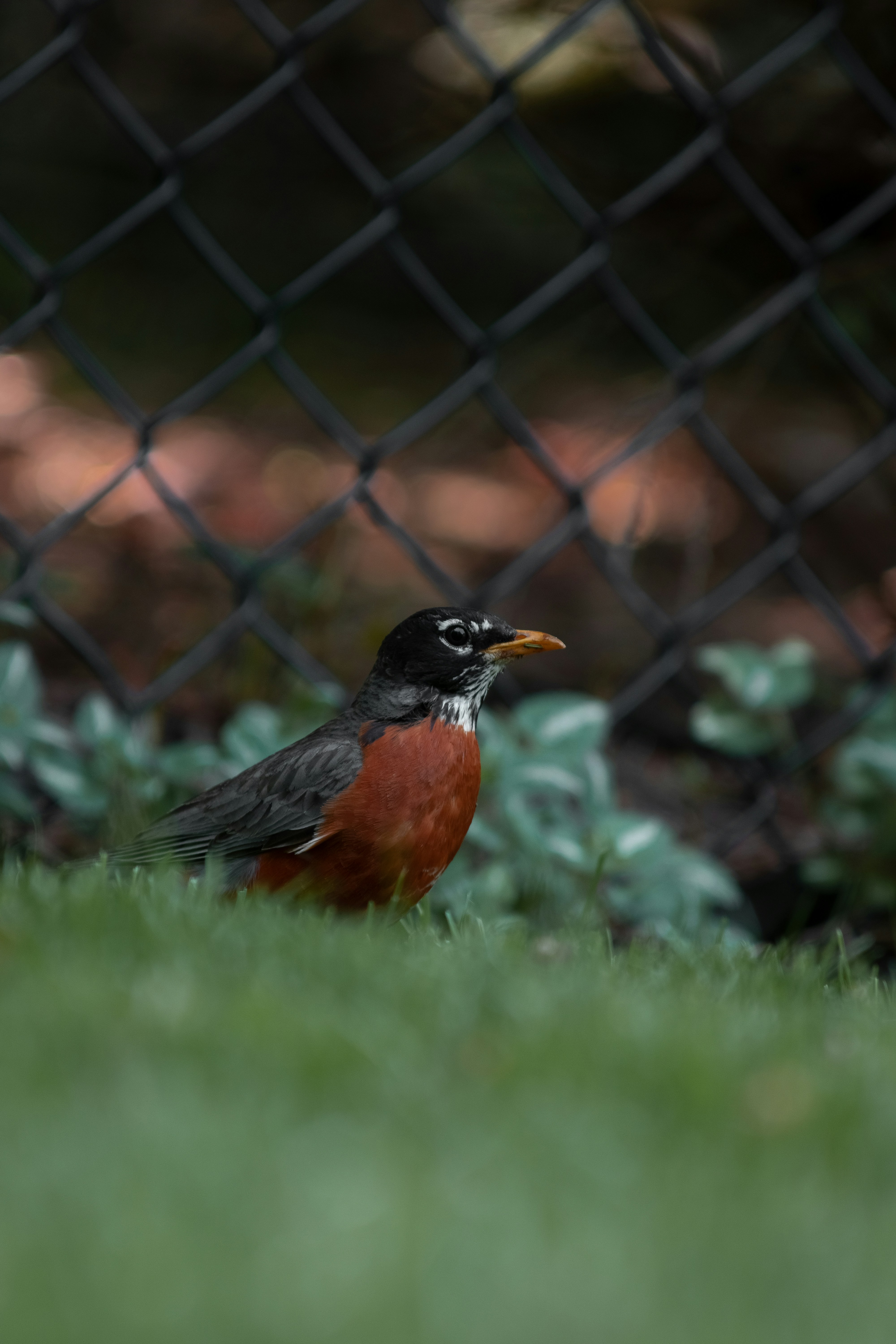 a red and black bird sitting on top of a lush green field