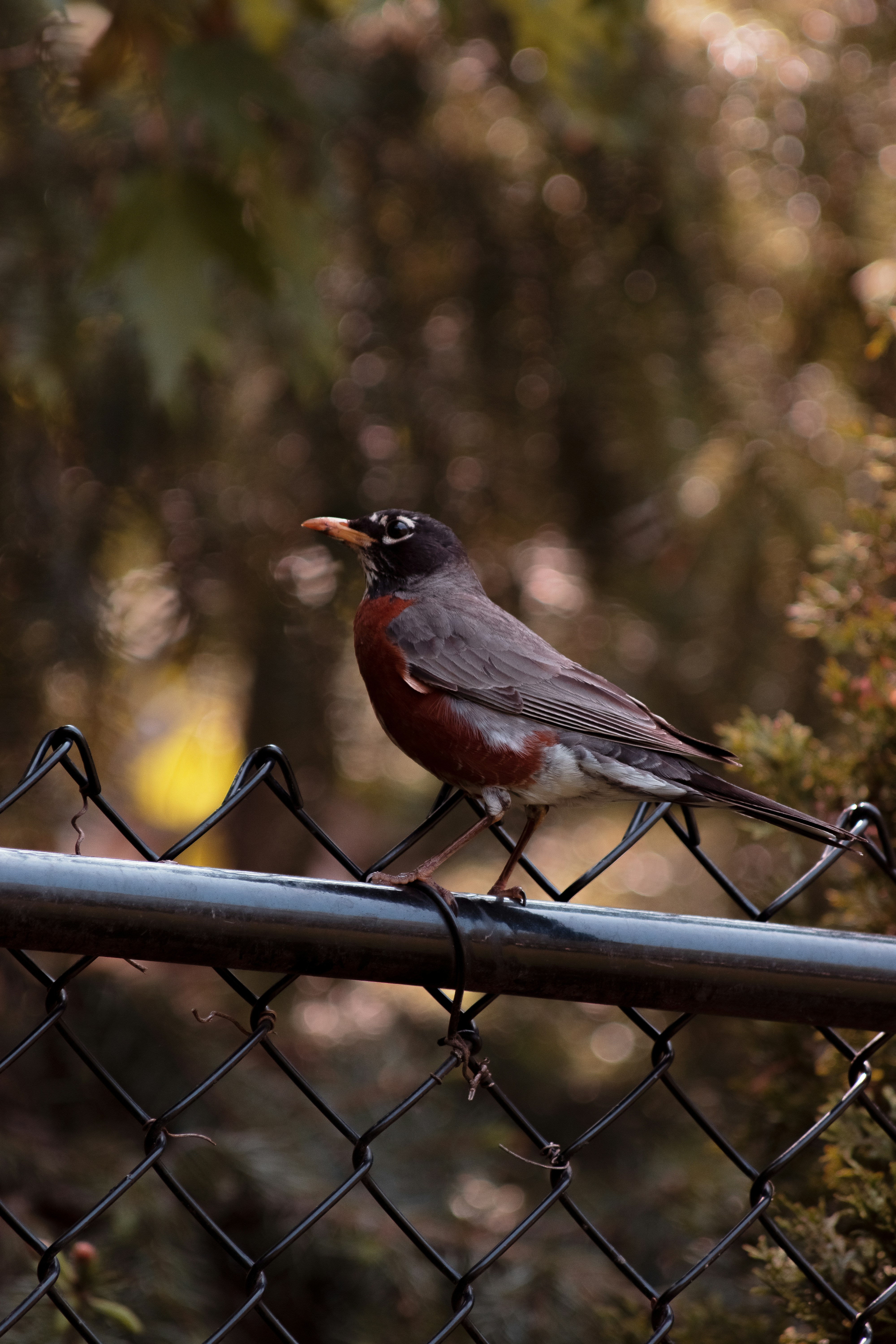金網の柵にとまる小鳥