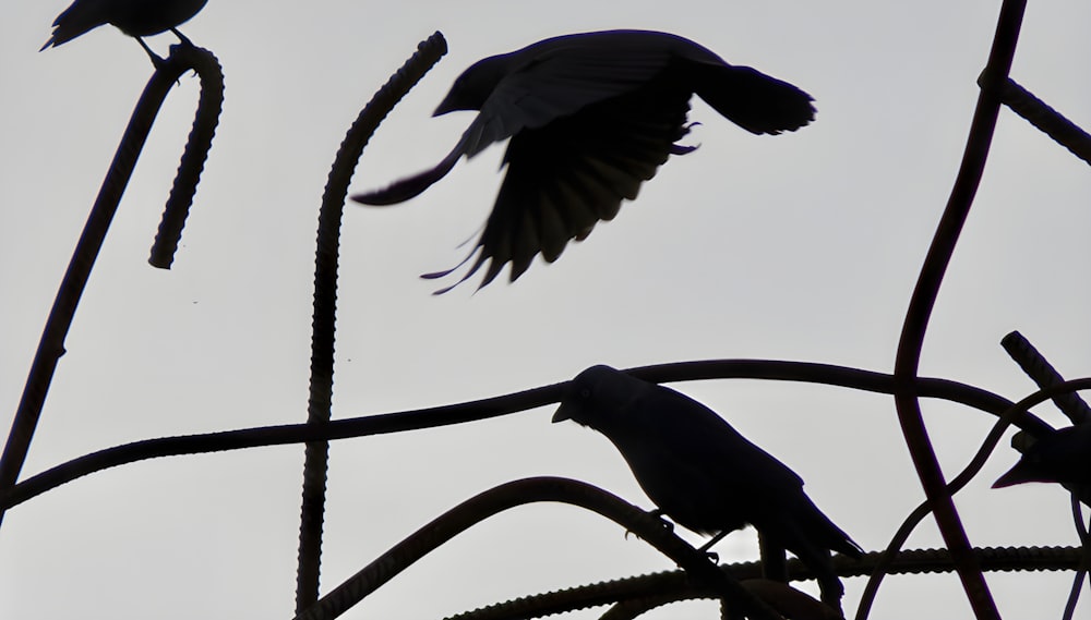 a couple of birds that are sitting on a wire