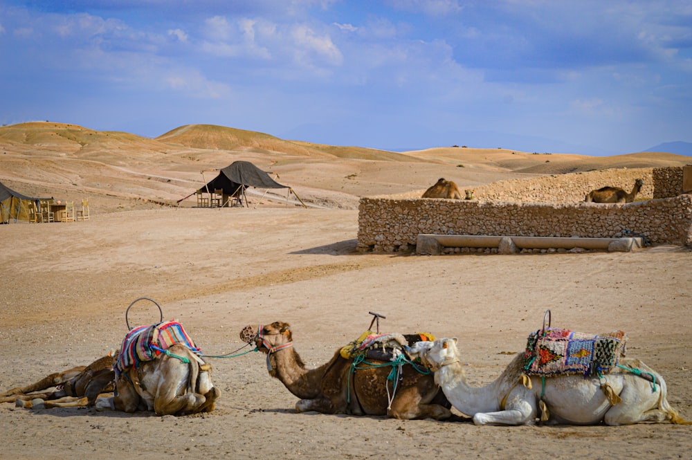 Un par de camellos que están sentados en la tierra