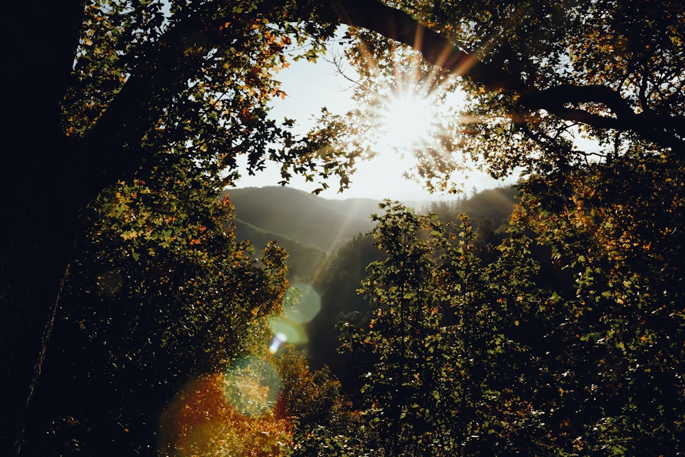 the sun shines through the leaves of a tree