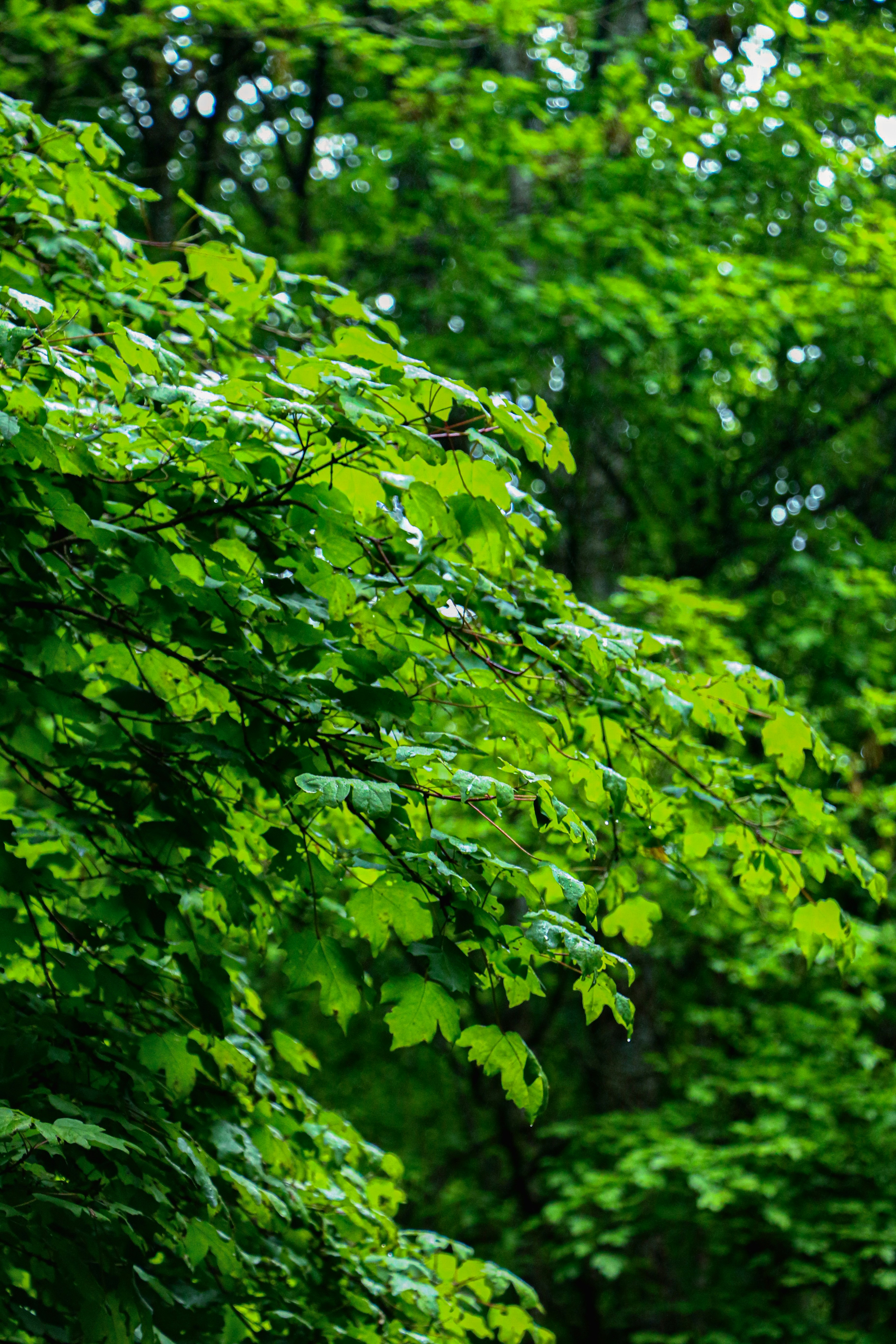 Photo by taralahroudy