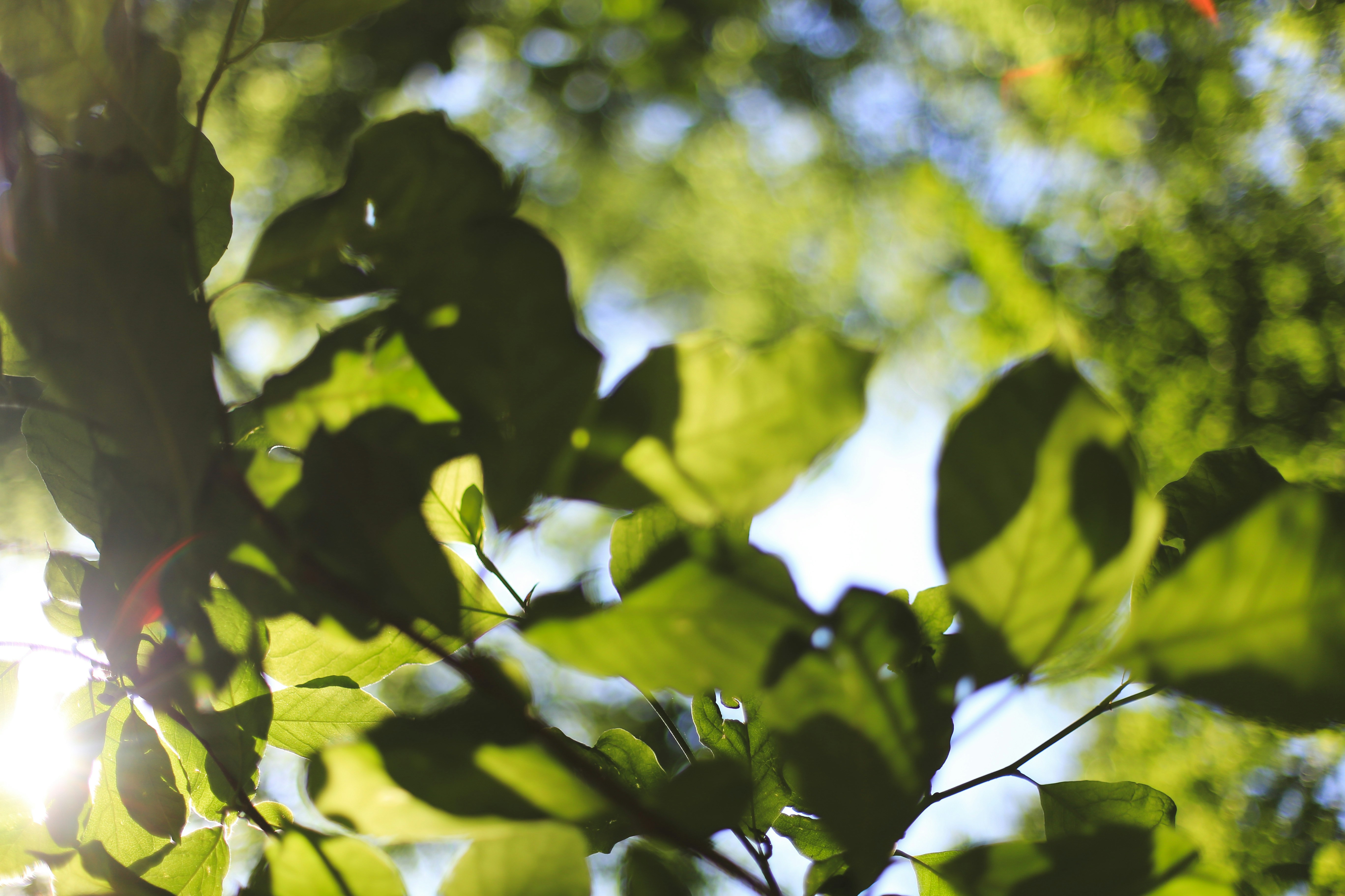 Photo by jessicalfadel