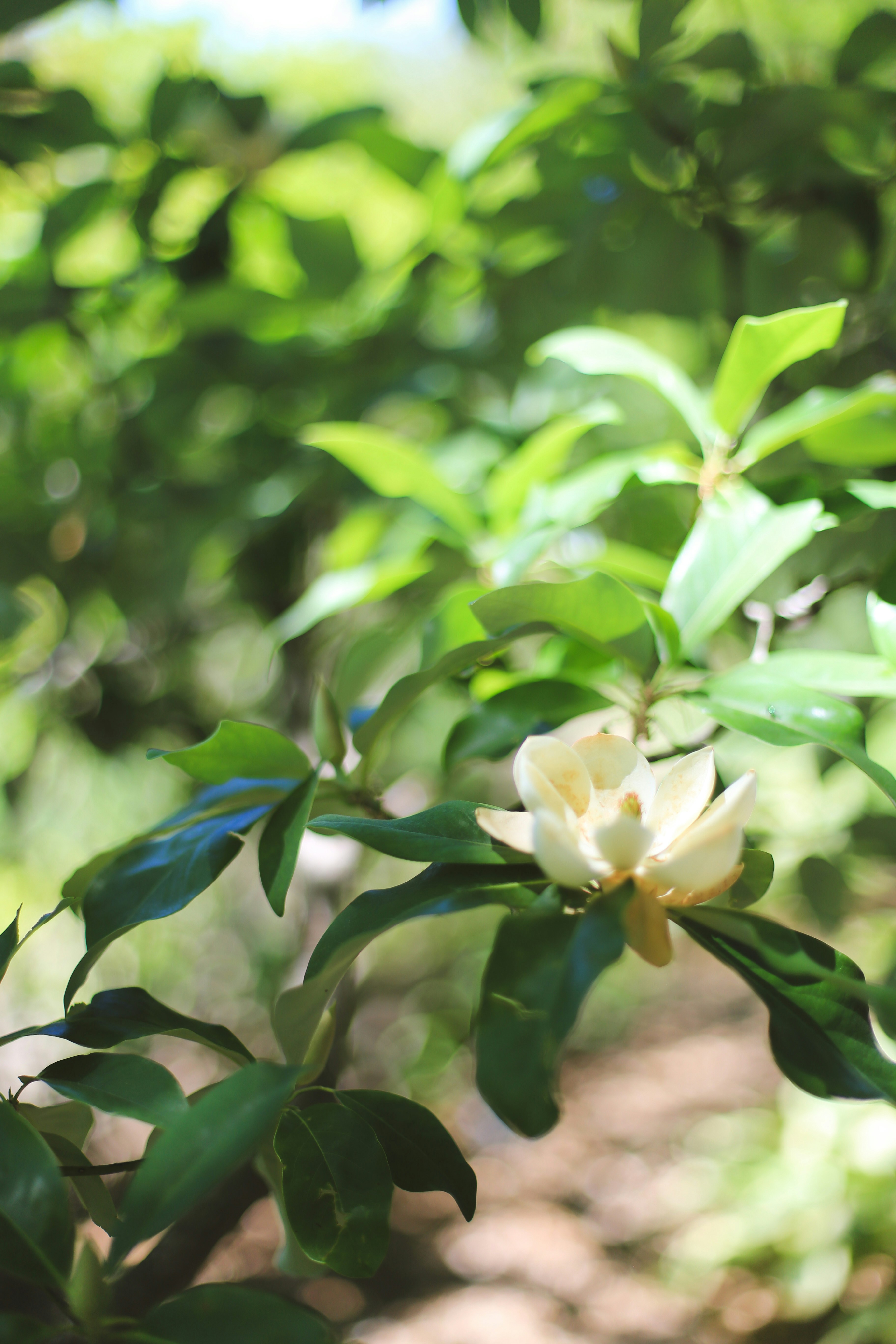 Photo by jessicalfadel