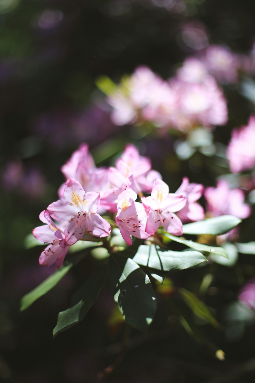 a bunch of pink flowers with green leaves