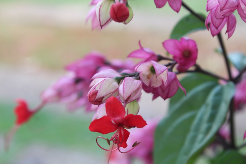 a close up of a bunch of pink flowers