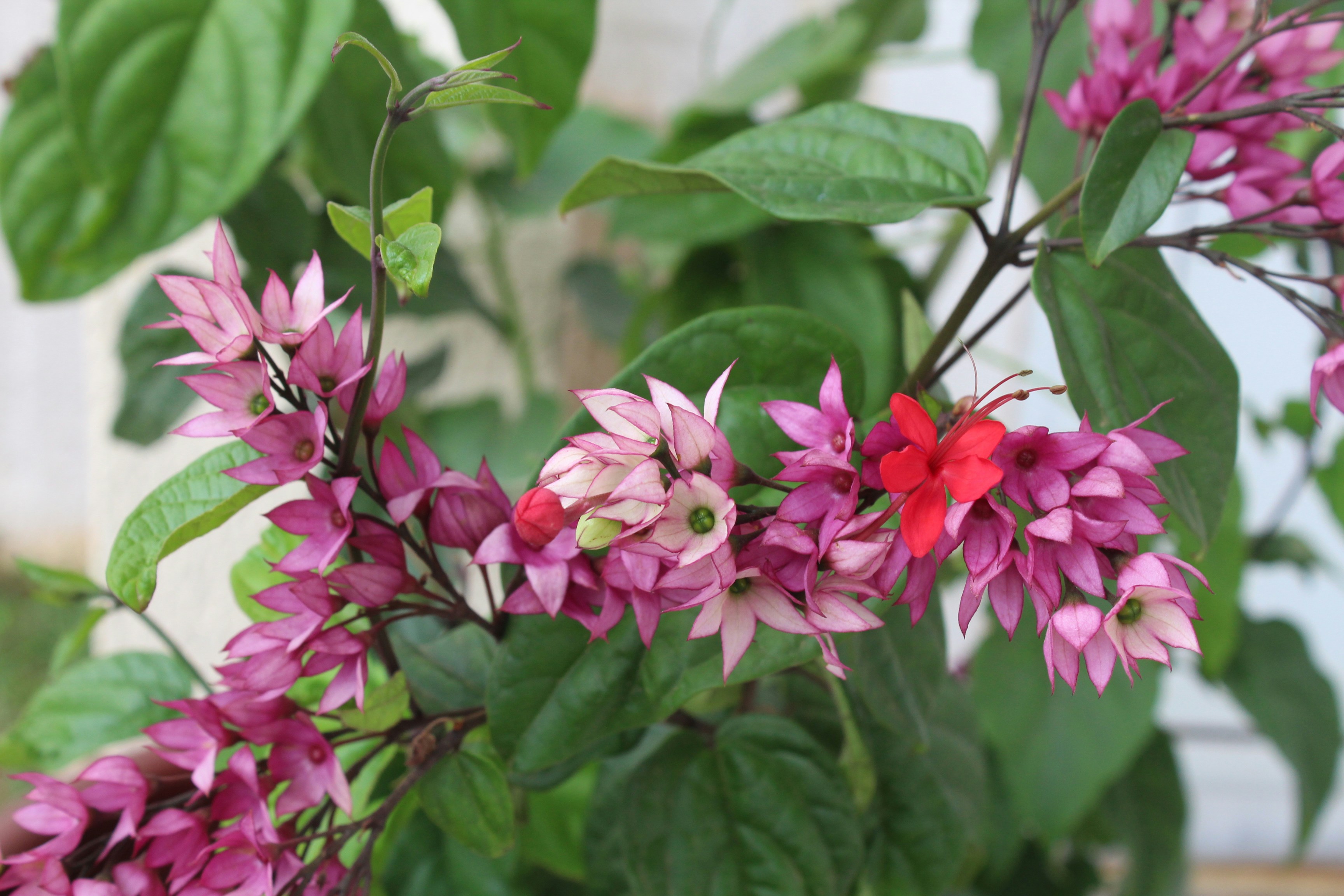 a close up of a plant with pink and red flowers