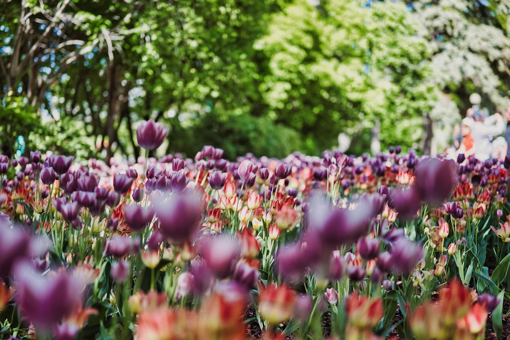 a field of purple and red tulips with trees in the background