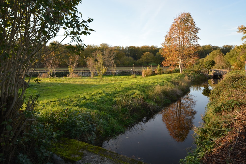 Un río que atraviesa un frondoso bosque verde