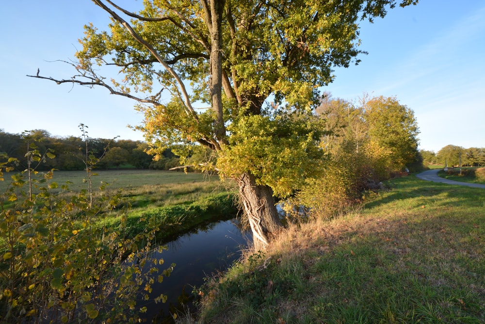 a small stream running through a lush green field