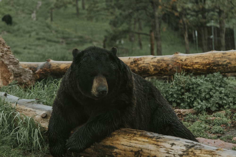 a large black bear laying on top of a log