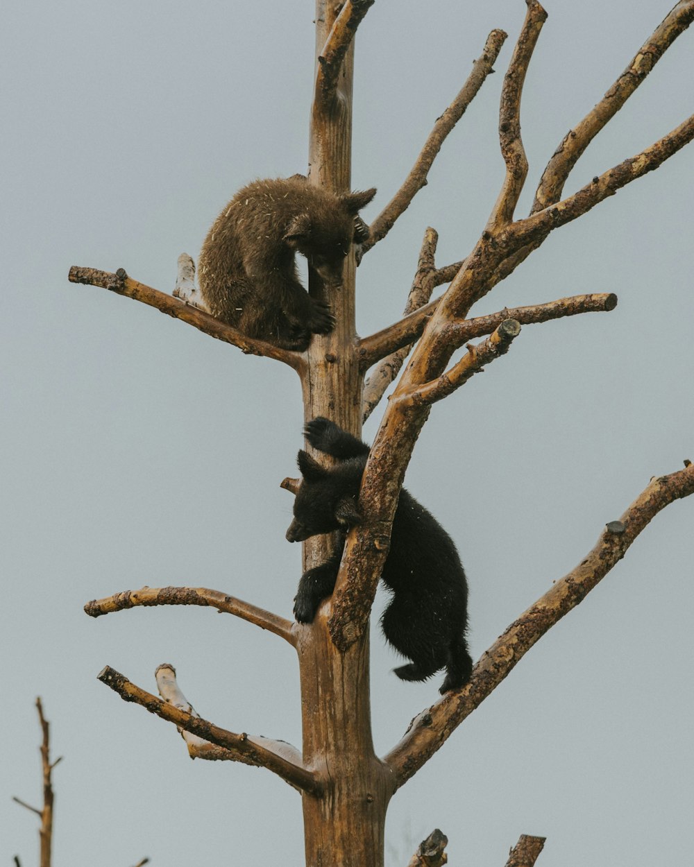 a group of bears climbing up a tree