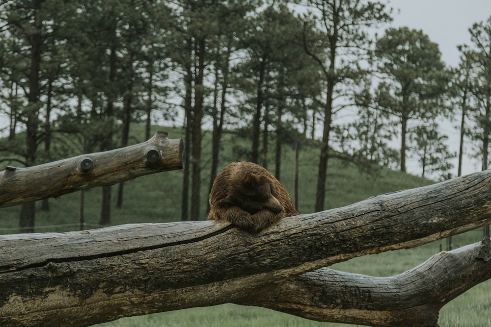 un ours brun assis au sommet d’une branche d’arbre