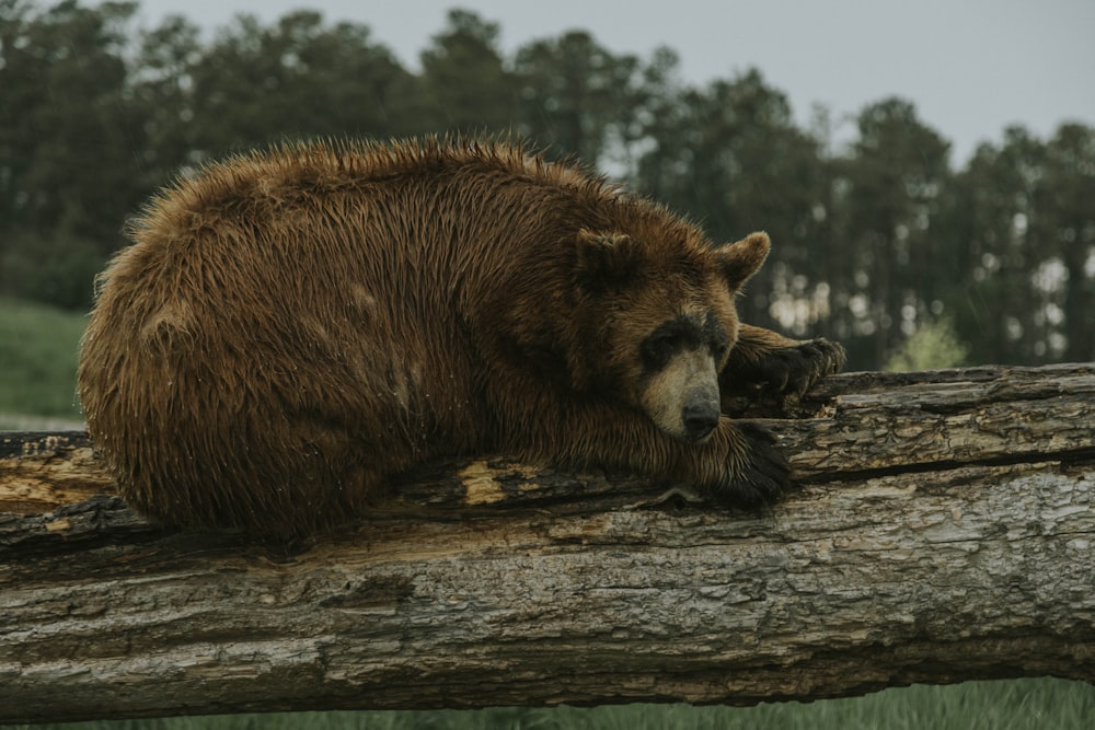 a brown bear laying on top of a log
