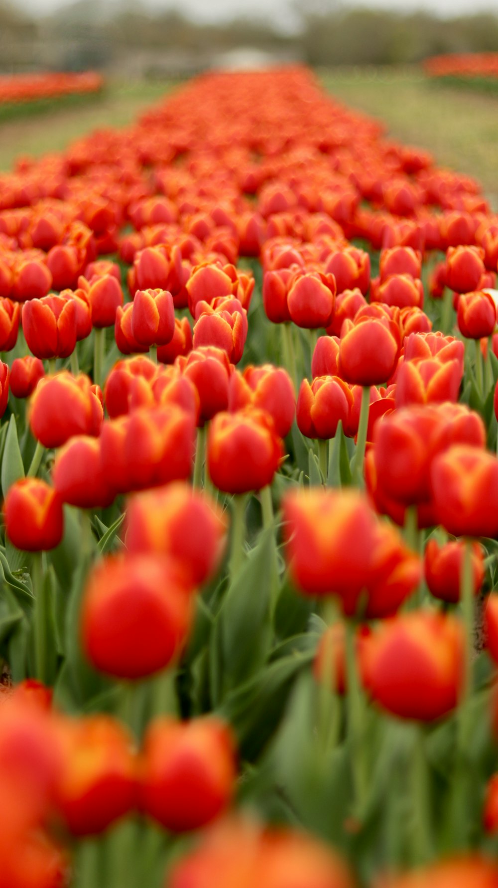 a field full of red and orange tulips