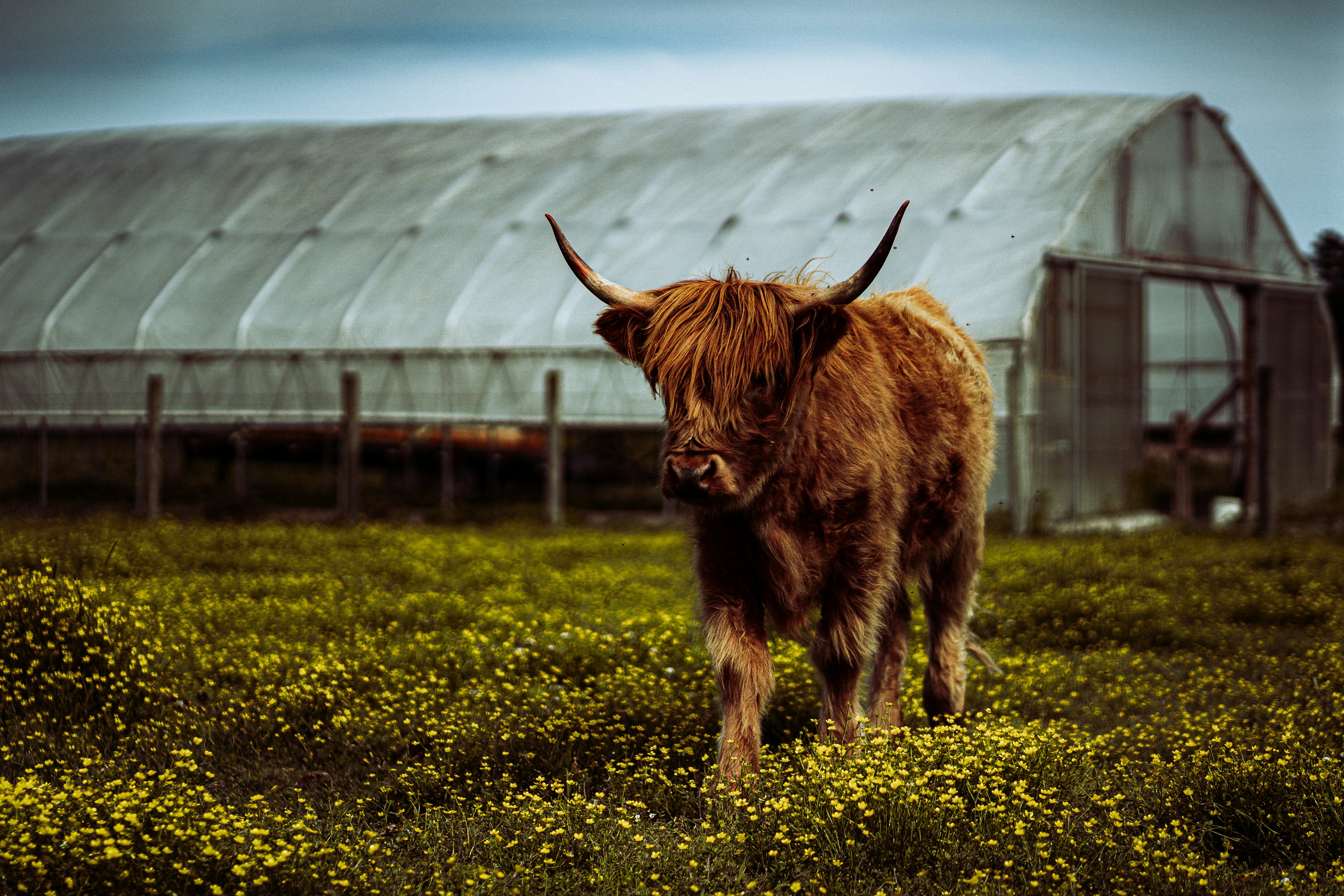 a brown cow standing on top of a lush green field