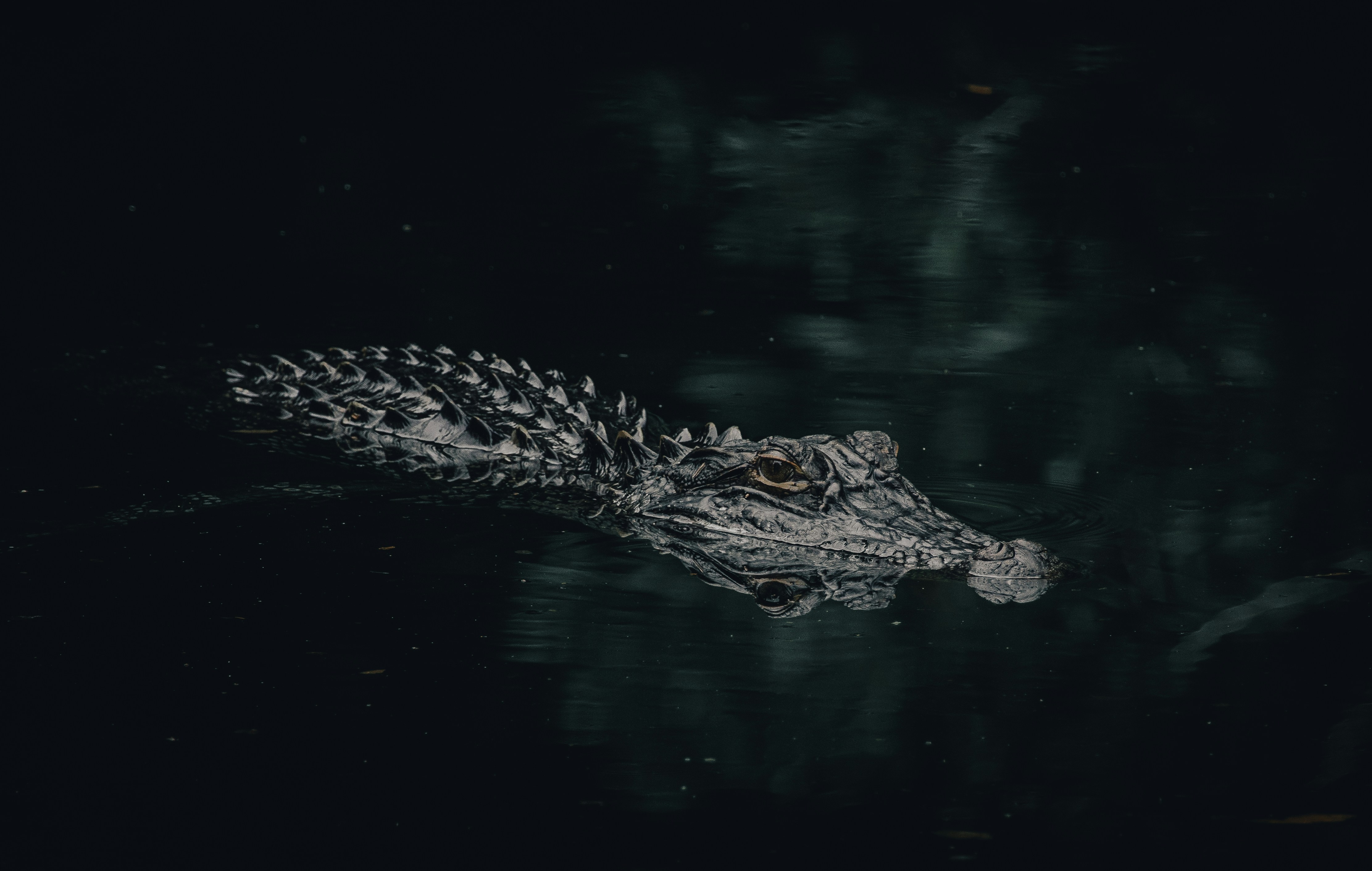 How To Tell If Theres Alligators In The Water