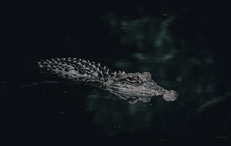 a large alligator swimming in a body of water at myakka state Park in sarasota