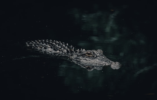 a large alligator swimming in a body of water at myakka state Park in sarasota
