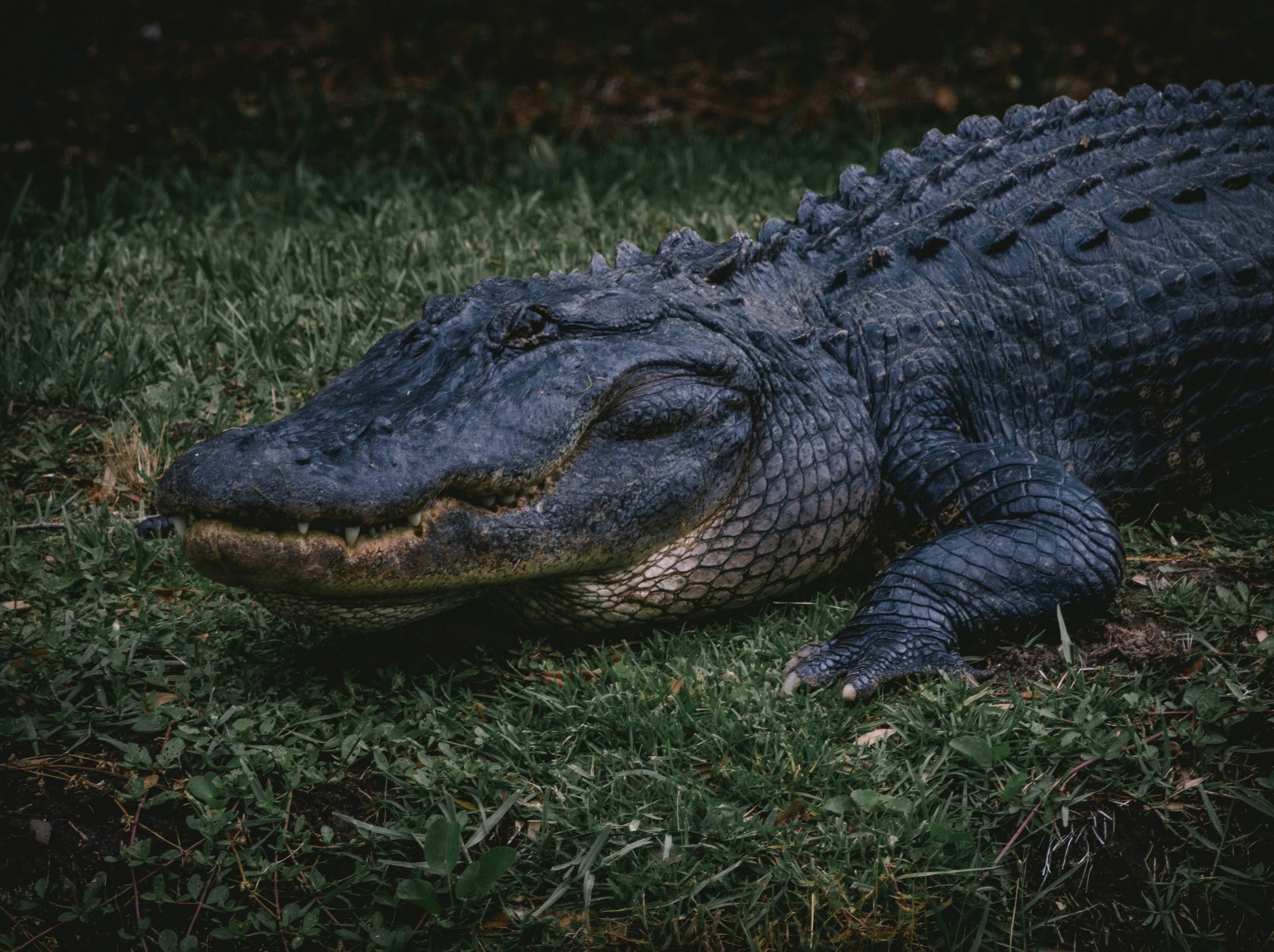 Why Laura Loomer Thinks Alligator Lives Matter But Not Black People