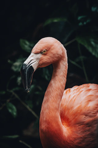 a close up of a pink flamingo representing obesity treatment