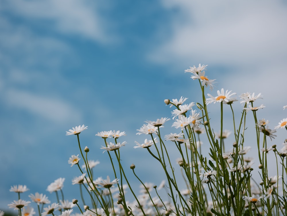 a bunch of daisies in the foreground with a blue sky in the background