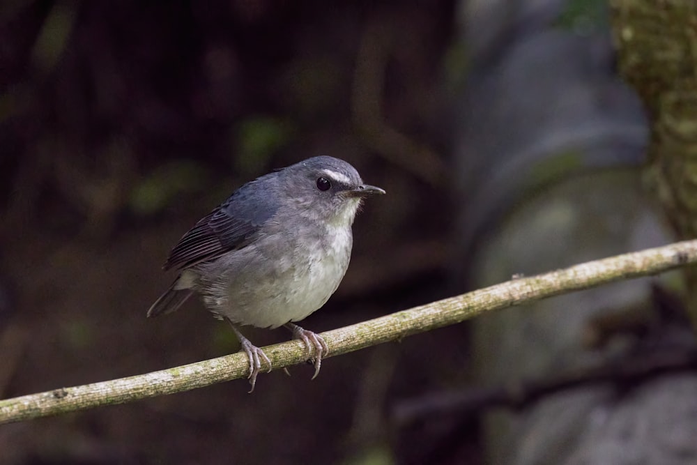a small gray bird sitting on a branch