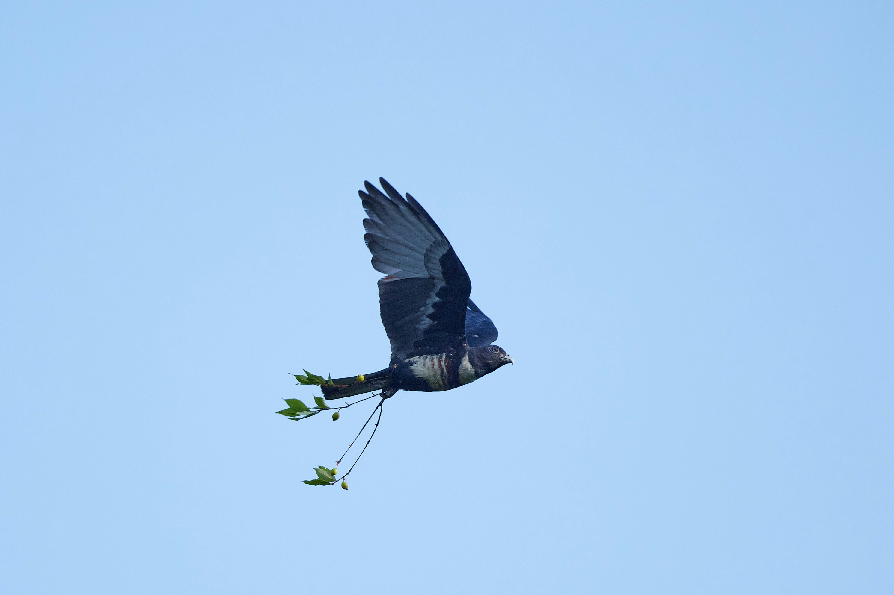 a bird flying through the air with a branch in its beak