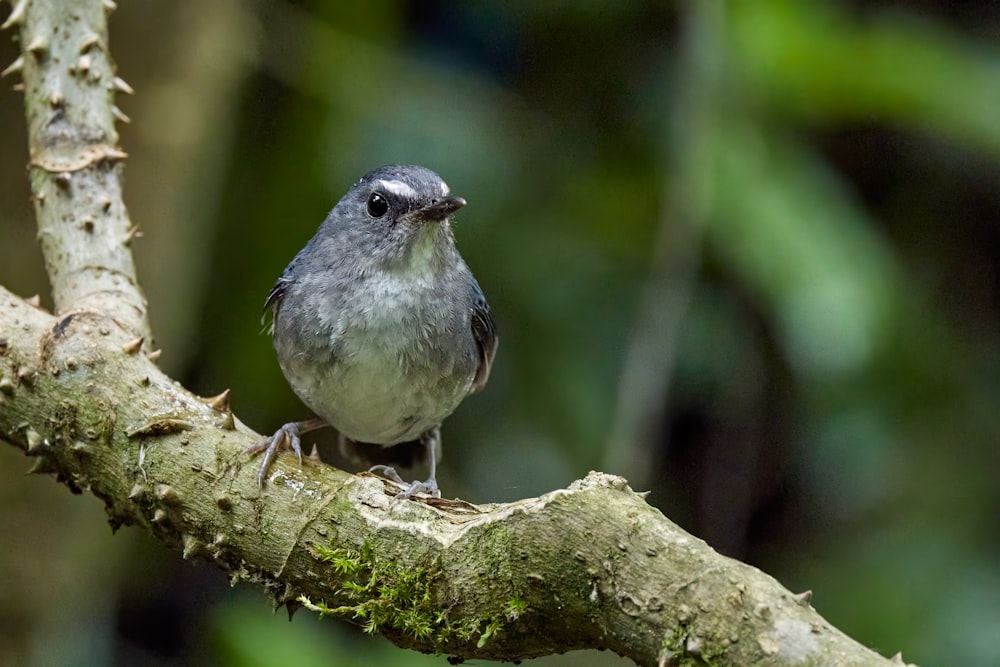 a small bird perched on a tree branch