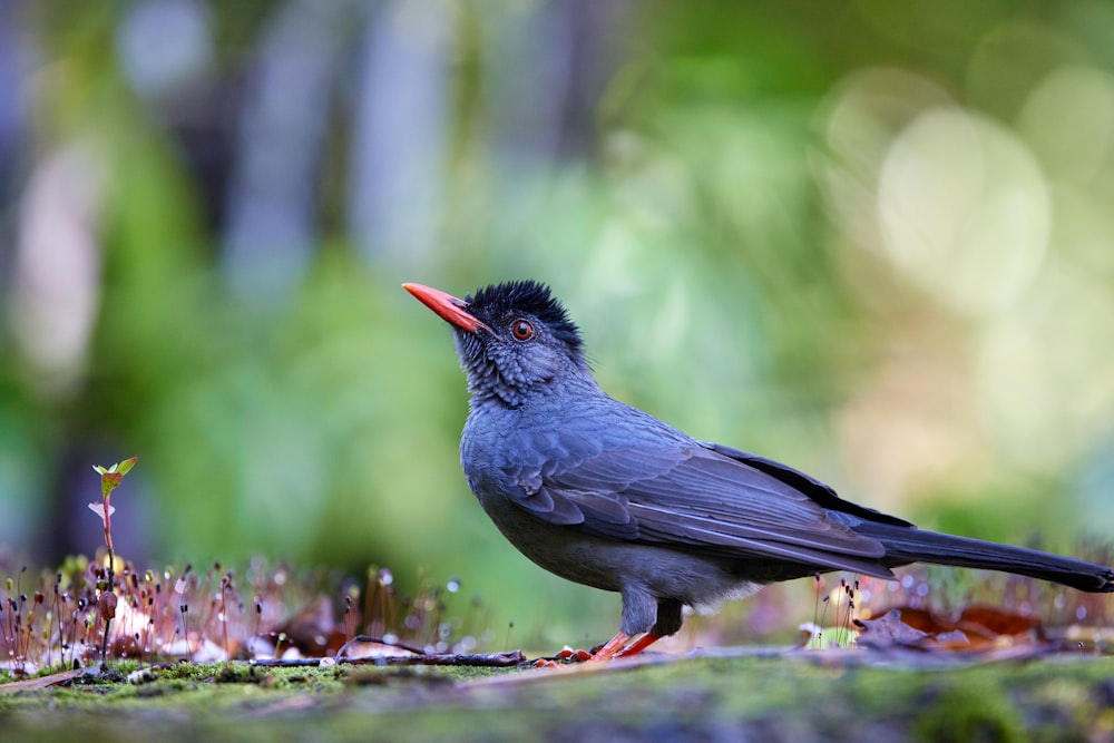 a black bird with a red beak standing on a mossy surface