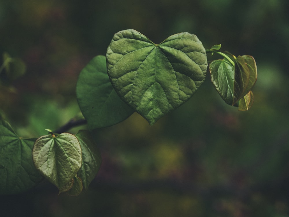 Un primer plano de una hoja en la rama de un árbol