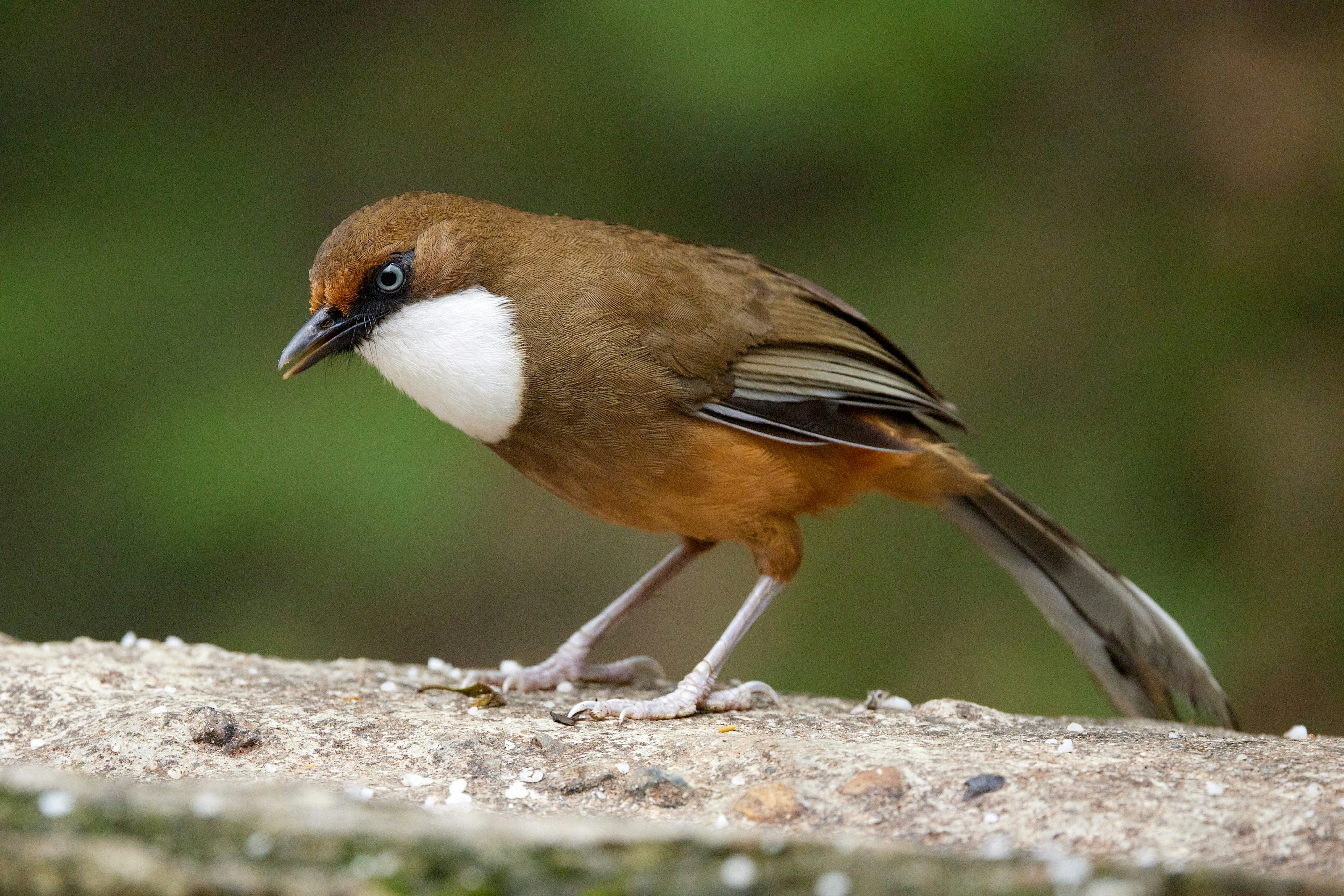 a small brown and white bird standing on a rock