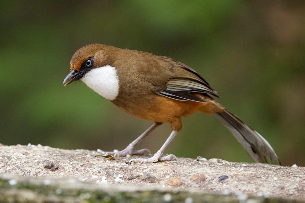 a small brown and white bird standing on a rock