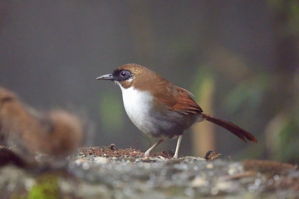 a small brown and white bird standing on a rock