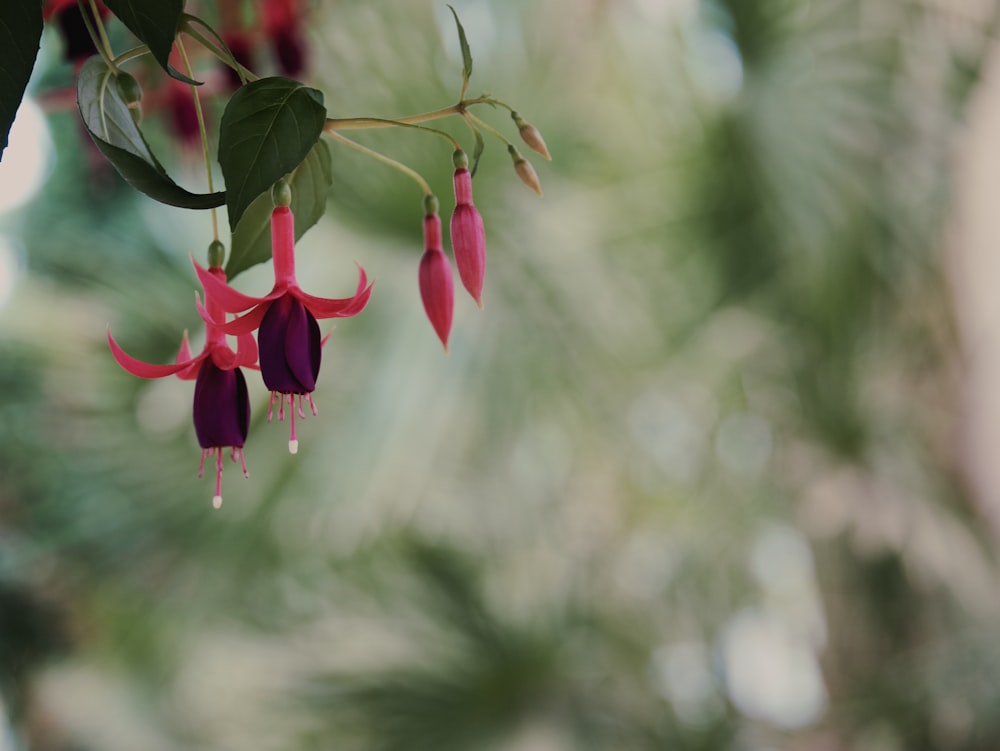 a red and purple flower hanging from a tree