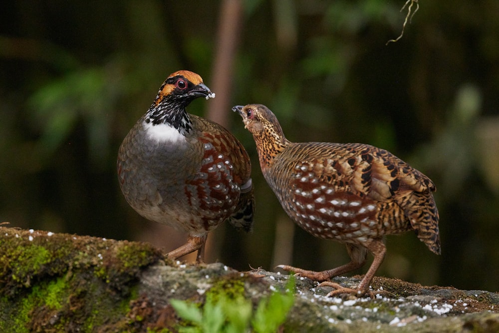 a couple of birds standing on top of a moss covered rock