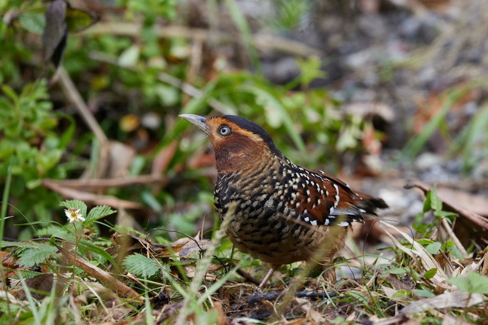 a brown and black bird standing in the grass