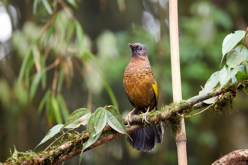 a bird perched on a branch in a forest