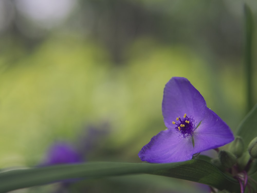 a close up of a purple flower with green leaves