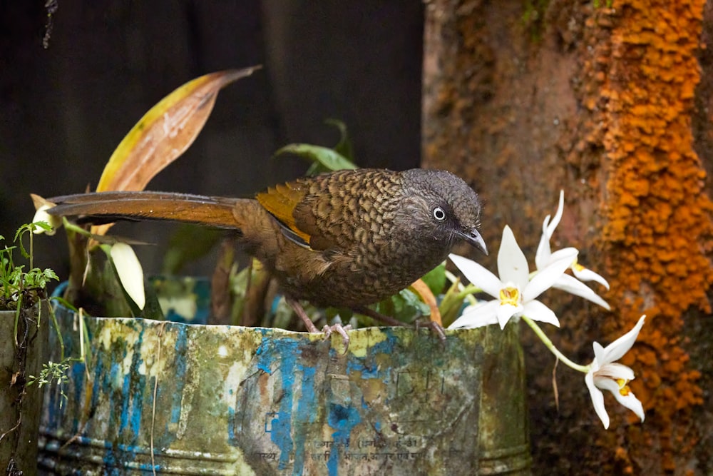 a bird sitting on top of a tree stump next to a flower