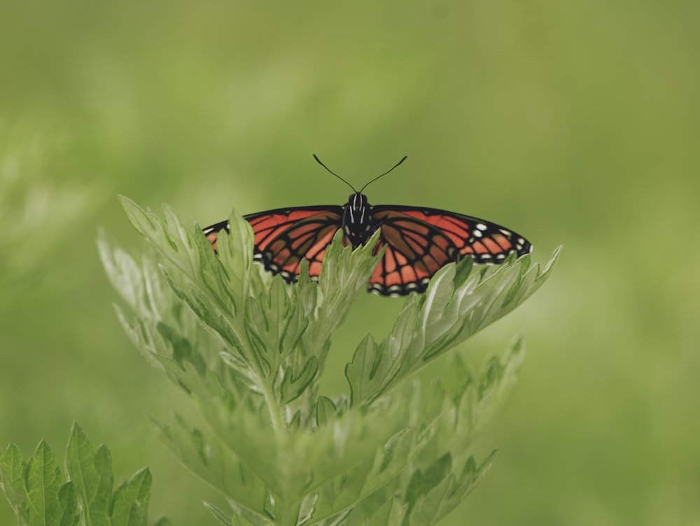 a red and black butterfly sitting on top of a green plant