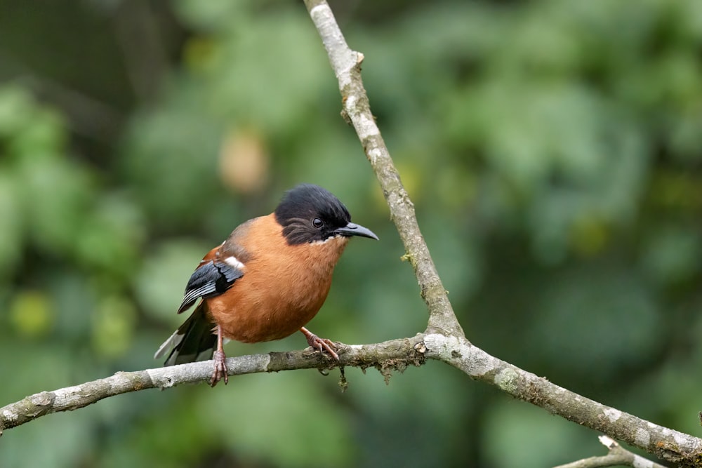 a small bird perched on a tree branch