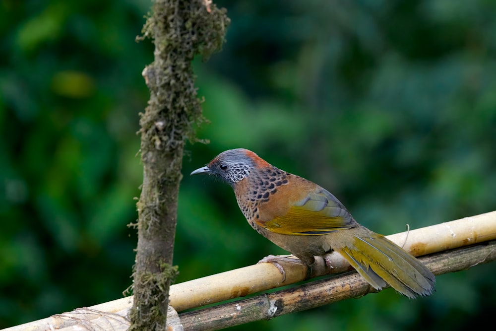 a colorful bird perched on a bamboo pole