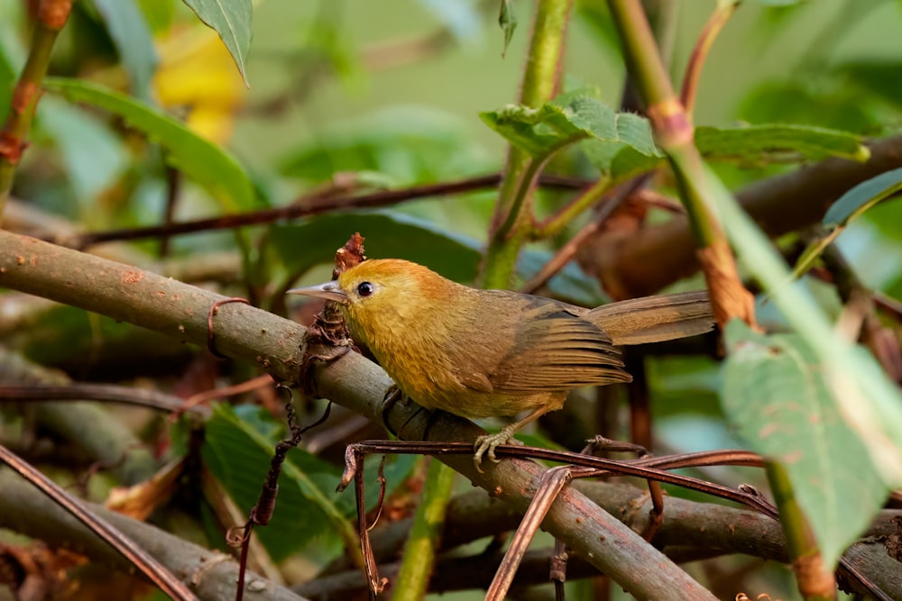 a small bird sitting on a branch in a tree