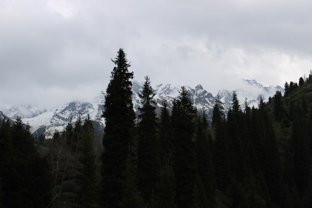 a group of pine trees in front of a snow covered mountain