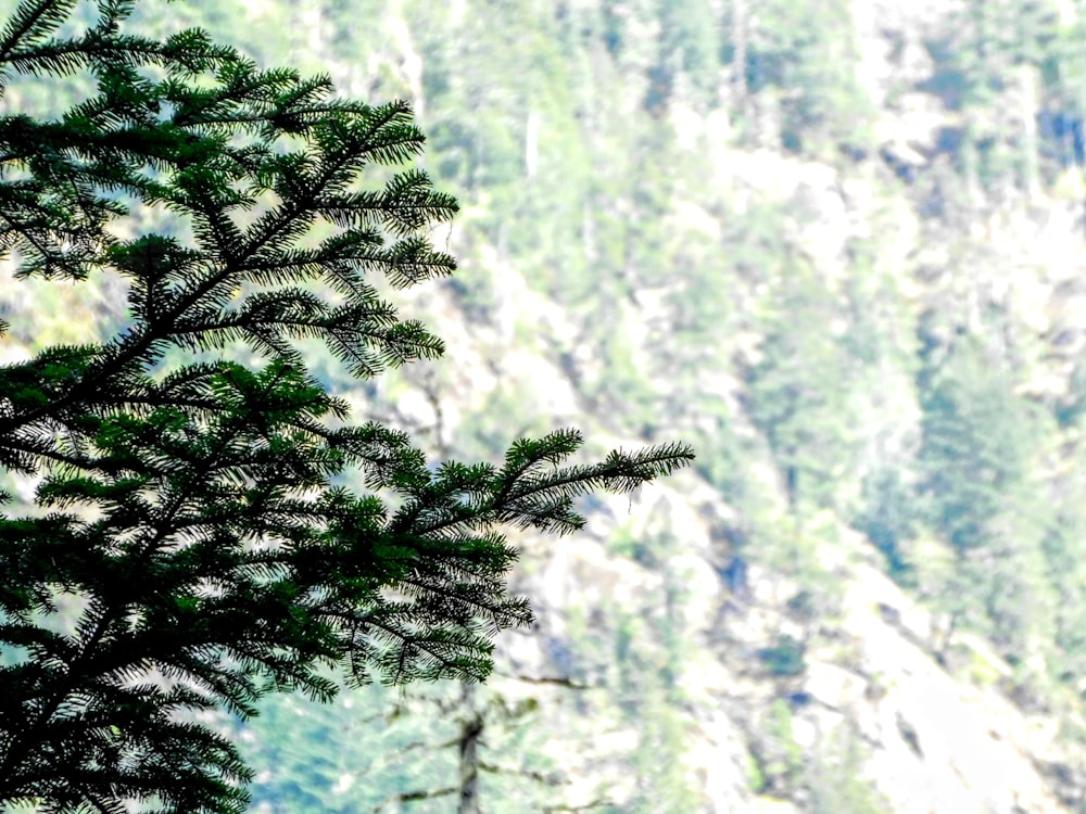 a bird perched on top of a tree next to a mountain